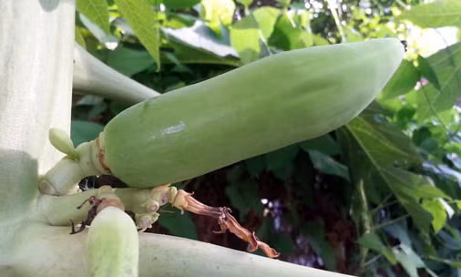 Kỳ lạ cây đu đủ mọc trái như hình bắp ngô