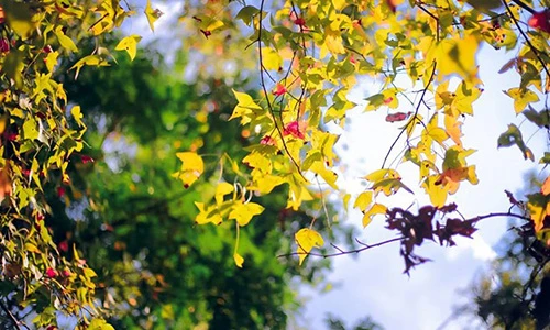 Ảnh: Lá phong nhuộm đỏ rực chốn cửa Phật ở Hải Dương