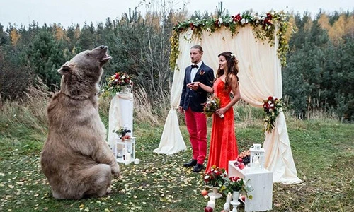 Cặp đôi ở Nga được chú gấu nặng 140 kg chủ trì hôn lễ