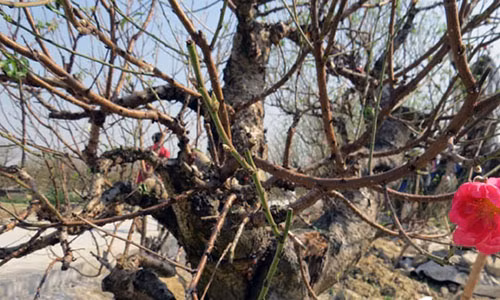 Ngắm những gốc đào Tết cổ thụ giá “khủng” ở Hải Phòng