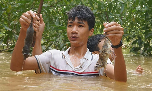 Chùm ảnh: Ngụp lặn trong nước lũ săn món chuột đặc sản