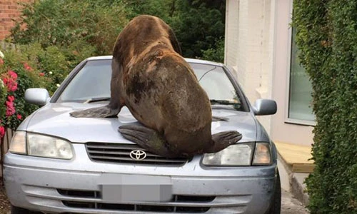 Hải cẩu đi 50km vào đất liền đập vỡ kính ô tô