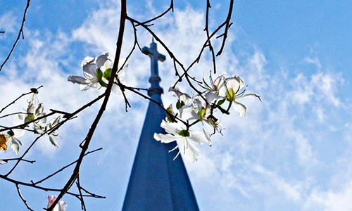 Ảnh: Dã quỳ tàn thì ban trắng lại bung nở trắng trời Đà Lạt