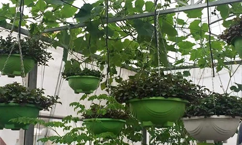 Mẹ trẻ nuôi gà trồng nấm, thiết kế vườn rau sân thượng cực đẹp