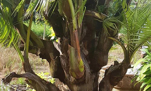 Dừa trổ ra cây con siêu lạ ở Bến Tre