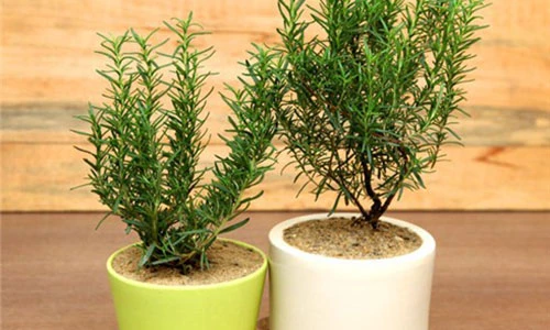 Cây trồng trong nhà nào mang lại hạnh phúc cho gia đình?