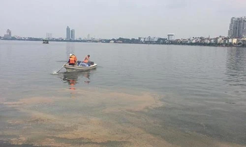 Cá chết ở Hồ Tây: Nhà hàng đóng cửa, dân tìm cách "sơ tán"