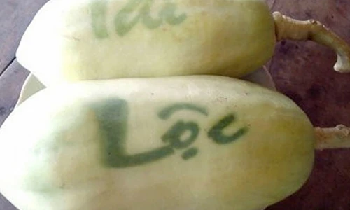 Bên trong vườn đu đủ in chữ độc nhất miền Tây