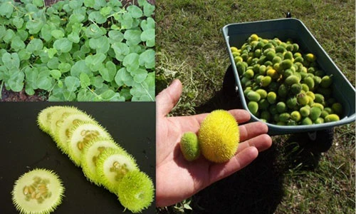 Cận cảnh dưa chuột lông siêu lạ độc giống hệt chôm chôm
