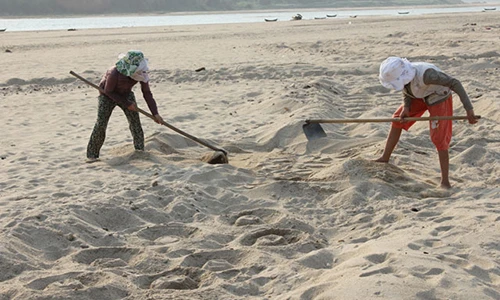 Cánh đồng “khủng” ươm giá đỗ xanh sạch bên bờ Trà Khúc