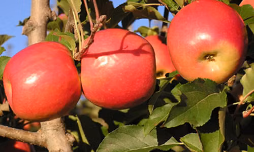 8 công dụng “mới tinh” của táo