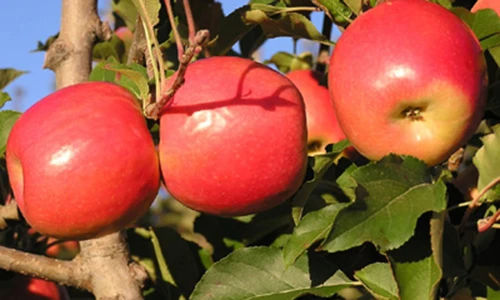 8 công dụng “mới tinh” của táo