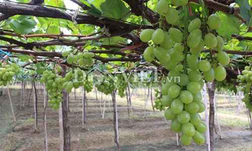 Mướt mắt ngắm vườn nho trái mùa vẫn sai trĩu giàn