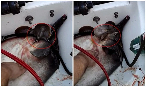 Cá đuối sinh con trên khoang thuyền khiến ngư dân hối hận