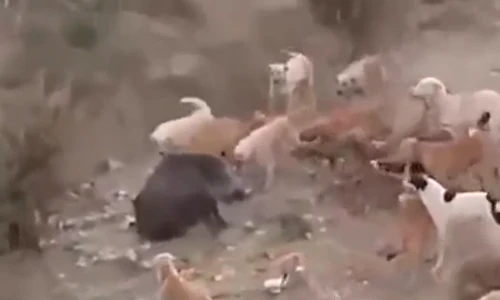 Lợn rừng kiên cường chiến đấu trong vòng vây của bầy chó săn