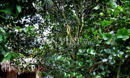 Bí lạ khổng lồ nặng hàng chục kg độc nhất Việt Nam 