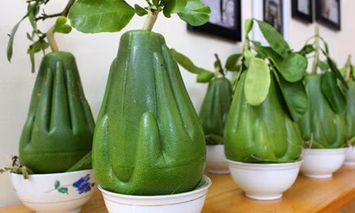 Nhận diện 4 loại bưởi độc lạ “làm mưa làm gió” trên thị trường