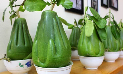 Nhận diện 4 loại bưởi độc lạ “làm mưa làm gió” trên thị trường