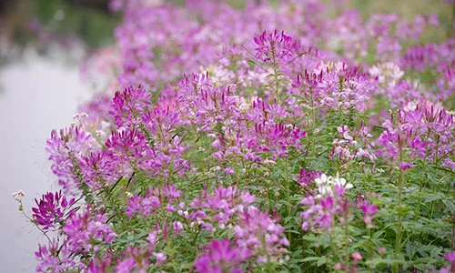 Thung lũng hoa hồ Tây hồi sinh sau khi bị giẫm nát