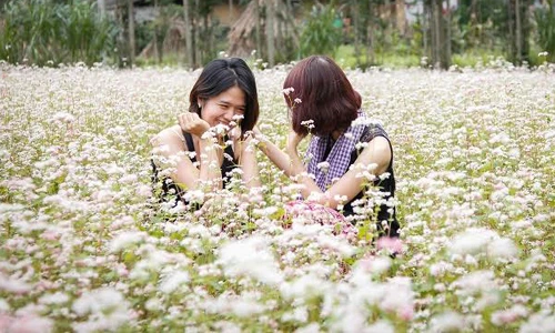 Mê mẩn ngắm hoa tam giác mạch nở rực rỡ