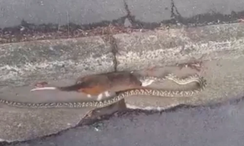 Rắn quằn quại cố nuốt chửng con mồi to gấp đôi mình