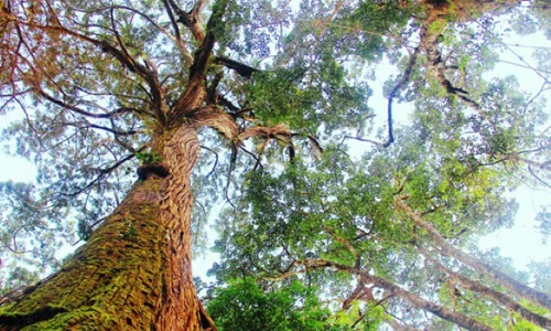 Khám phá rừng pơmu độc nhất vô nhị ở Việt Nam