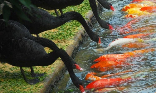 Kỳ lạ thiên nga đen biết mớm mồi cho đàn cá đói