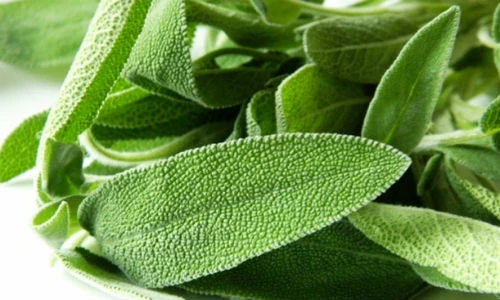 8 loại cây xanh chiêu vận may nên trồng trang trí nhà bếp