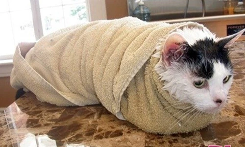 Chết mê “xì gà mèo cưng” cực dễ thương