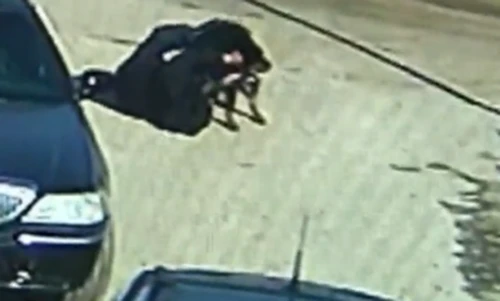 Ông già dùng kungfu hạ gục chó ngao Tây Tạng 70kg