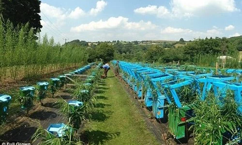 Khám phá khu vườn trồng bàn ghế duy nhất trên thế giới