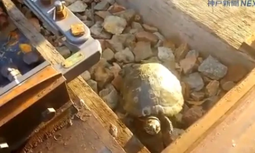 Kỳ công đường dành riêng cho rùa ở Nhật