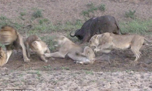 Sư tử mải giành giật con mồi, trâu rừng nhanh chân thoát thân