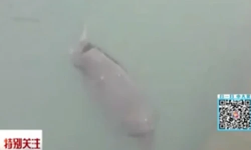 Hải mã 1,5 tấn dìm chết du khách trong vườn thú ở TQ 