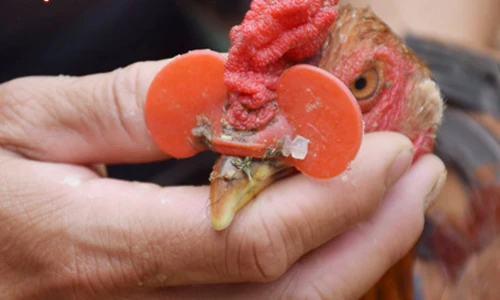 Chuyện lạ đại gia chân đất nuôi gà “đeo kính” thu vài tỷ mỗi năm