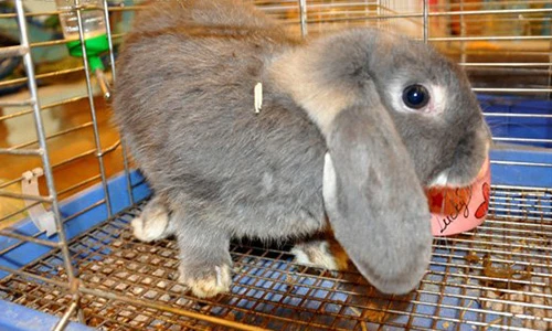 Vì sao giới trẻ Việt phát sốt với thỏ kiểng nhập ngoại?