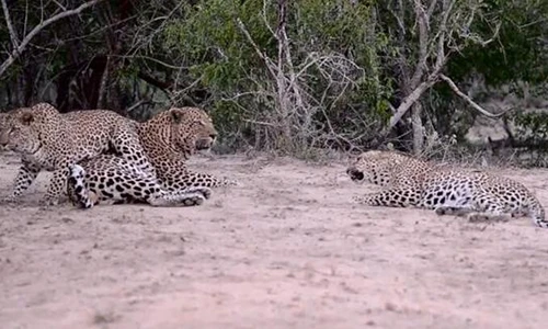 Báo cái liếc xéo, gầm gừ đánh ghen... tranh bạn trai