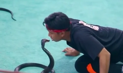 Rợn người với tài hôn những con rắn độc tại Nha Trang
