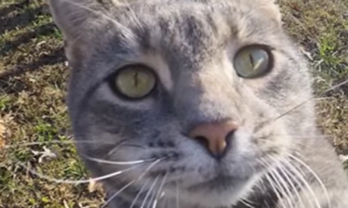 Xếp hạng 3 con giáp đỏ cả tình lẫn tiền 