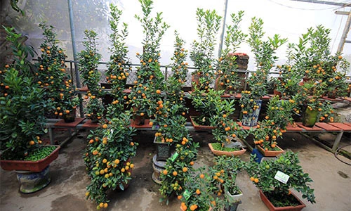 Quất thế mini giá “cắt cổ” cho giới đại gia hút khách dịp Tết