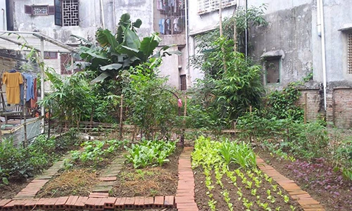 Khu vườn 400m² la liệt rau xanh, quả sạch, gà xịn giữa Thủ đô