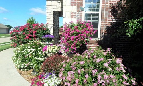 Ngắm vườn hoa đẹp như công viên của mẹ Việt trên đất Mỹ