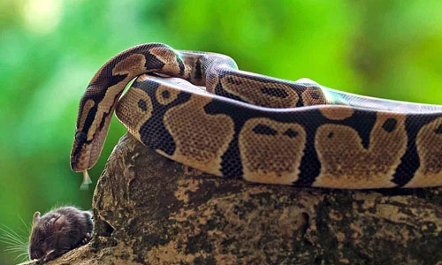 Cận cảnh con trăn đói rình rập, xơi tái chuột trong vài giây