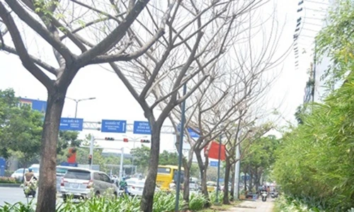 Đau đớn hàng cây xanh tuyệt đẹp nghi ngờ bị giết chết khô