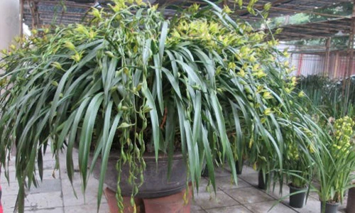 Hà Nội: Chiêm ngưỡng chậu lan khủng giá 120 triệu đồng