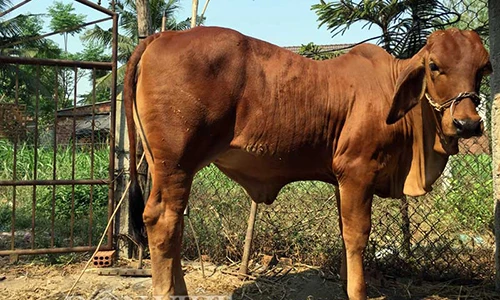 “Tròn mắt” bê 9 tháng tuổi nặng gần gấp đôi bò trưởng thành