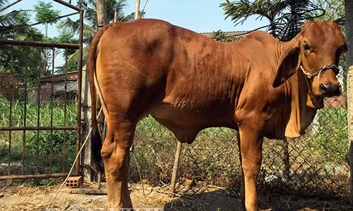 “Tròn mắt” bê 9 tháng tuổi nặng gần gấp đôi bò trưởng thành