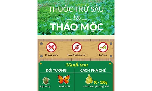 [Infographic] Cách làm thuốc trừ sâu bằng hành tăm, ớt, tỏi, gừng