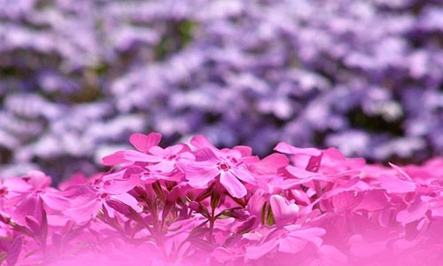 Cảm động cụ ông soái ca trồng cả vườn hoa tặng người vợ mù