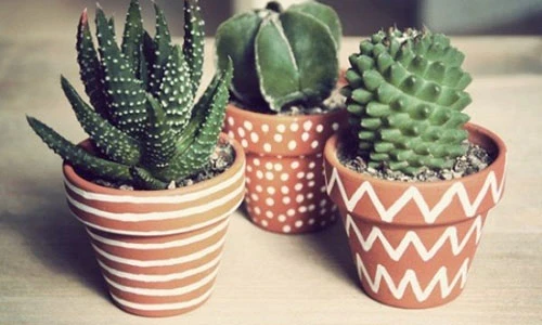 Những loại cây phong thủy rước năng lượng tốt vào nhà